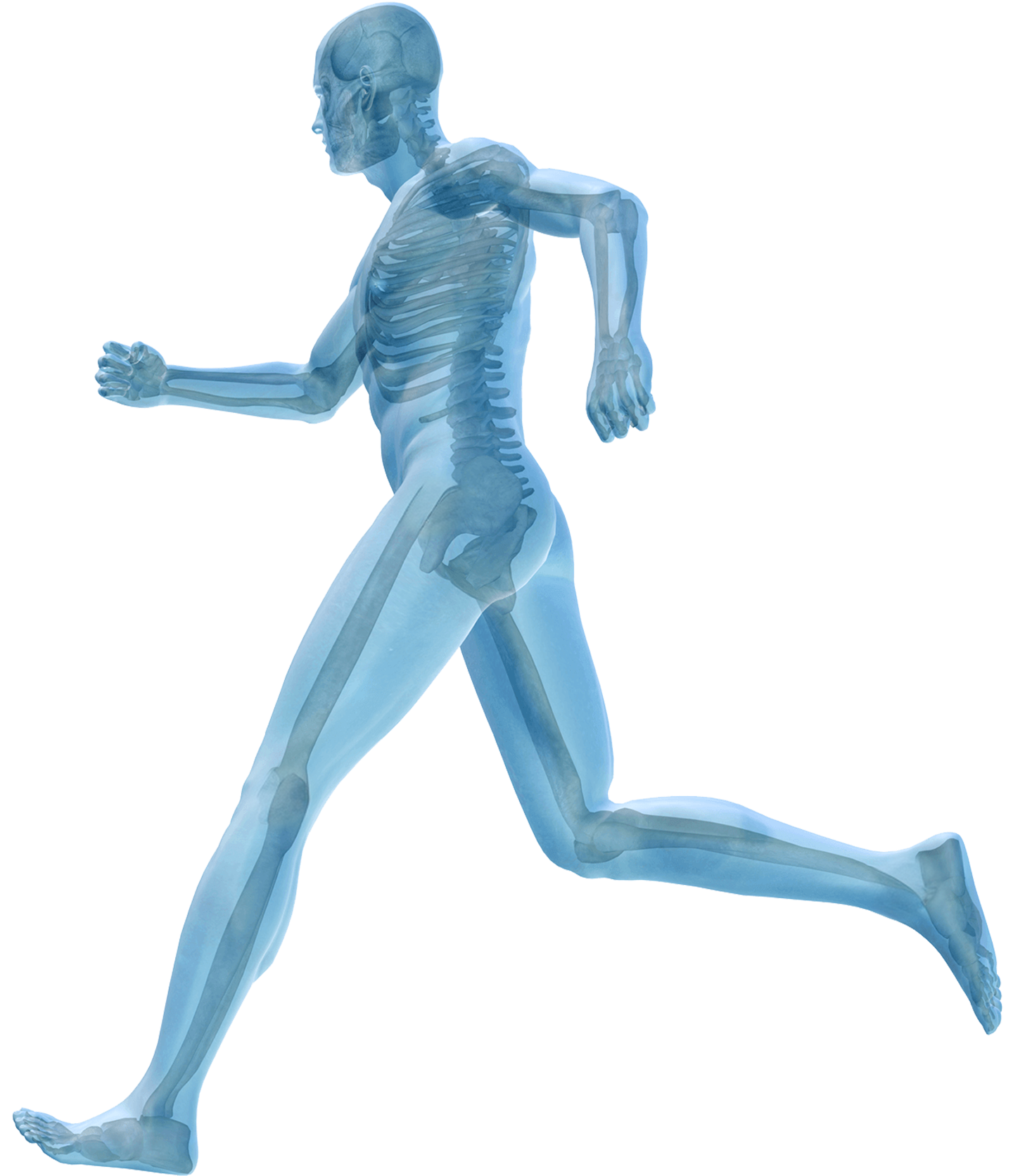 Body anatomy diagram